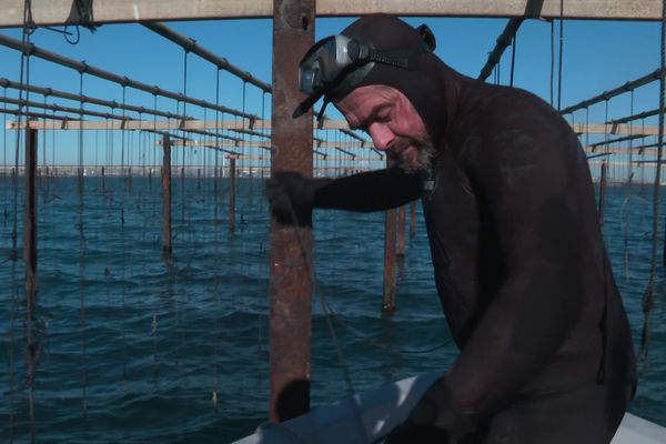 Michael s'aprête à plonger pour venir au secours des huîtres de camargue.