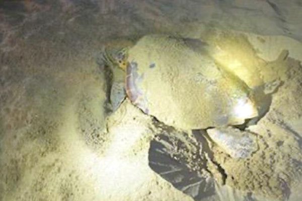 Valras (Hérault) - une tortue pond sur la plage - 16 juillet 2022.