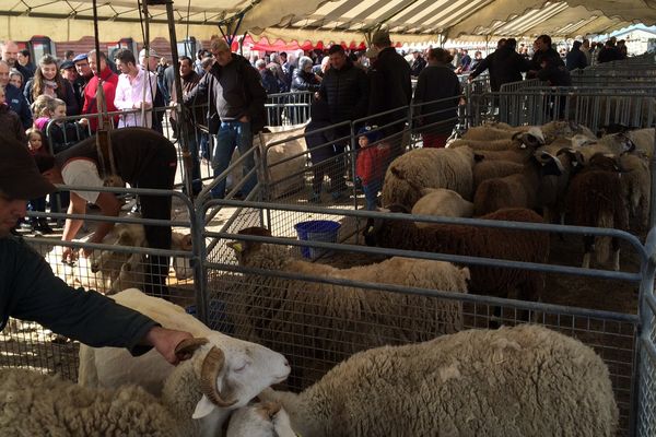 La deuxième édition de la foire aux  moutons de Polminhac, dans le Cantal, a rencontré un grand succès.