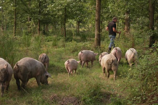 Un élevage en plein air de cochons nourris aux glands Saint-Léger-en-Bray dans l'Oise.