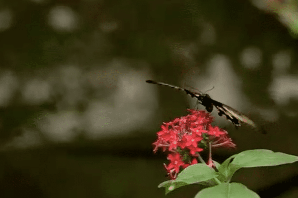 Papillon dans la serre aux papillons du parc floral d'Orléans