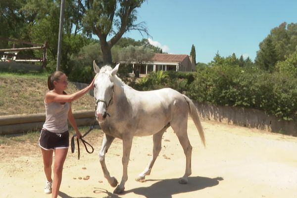 Ce cheval a été hospitalisé une semaine après avoir mangé du foin empoisonné.