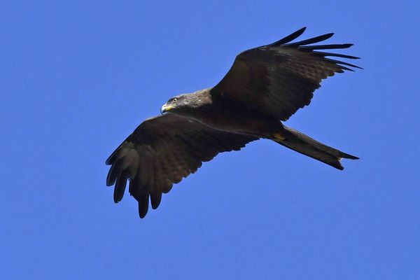 Le Milan noir, une des espèces observable dans le ciel de la région.