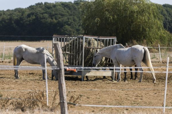 Les cheval, dont les propriétaire habitent à Mouhet, dans l'Indre, a été retrouvé mort dans un pré. Photo d'illustration