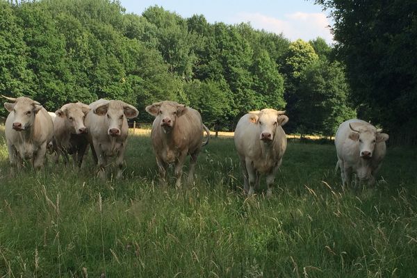 La viande française est prisée par les consommateurs chinois.