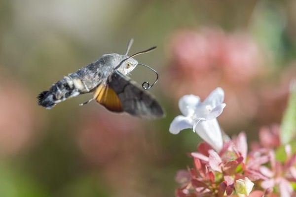 Impossible de filmer la très  longue trompe du Moro sphinx sans matériel numérique adapté. Cet oiseau l'utilise pour butiner les fleurs.