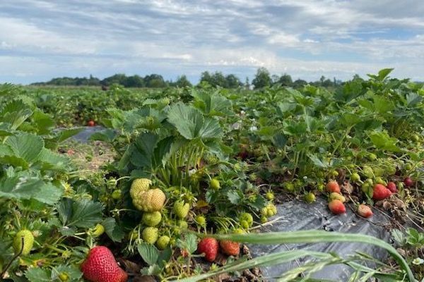 Cueillir Des Fraises En Plein Champ En Bearn Un Bol D Air Et Le Plein De Vitamines Pendant Le Confinement