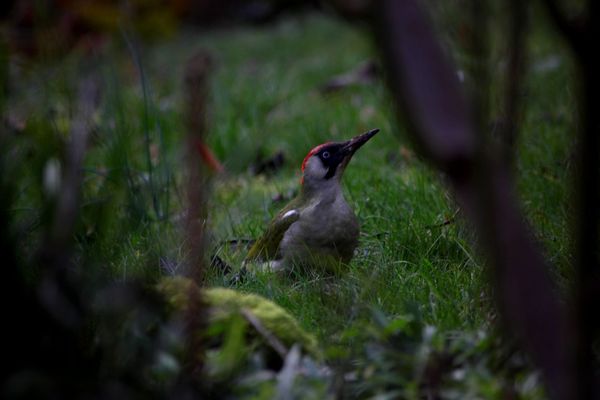 Parmi les oiseaux que vous pourrez répertorier ce week-end, les pics verts, une espèce classée comme "commune" en France. 