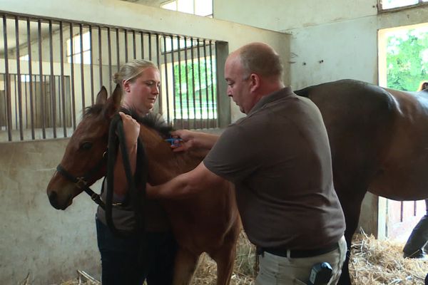 Cette préfecture des chevaux est unique en France.