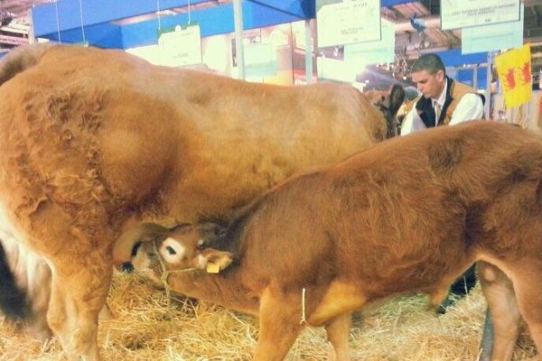 Vache parthenaise et son veau