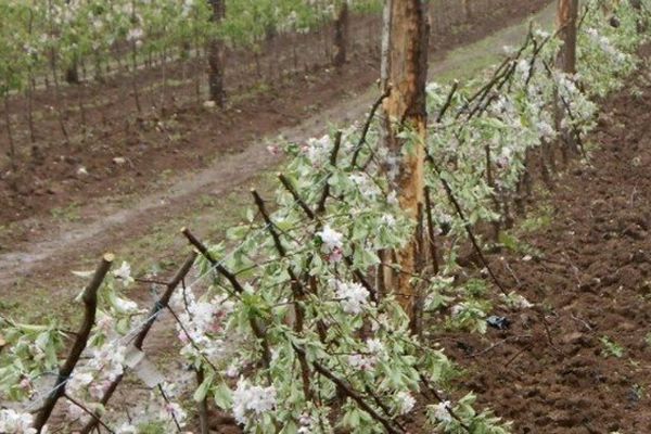 Les jeunes arbres ont été coupés.