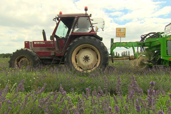 Première récolte de lavande à la machine à Charenton-du-Cher