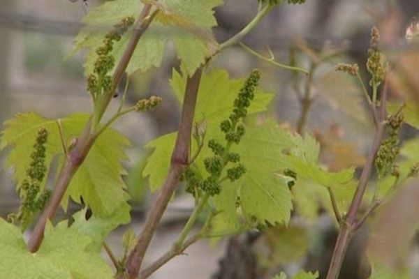 La vigne attend le soleil avec impatience.