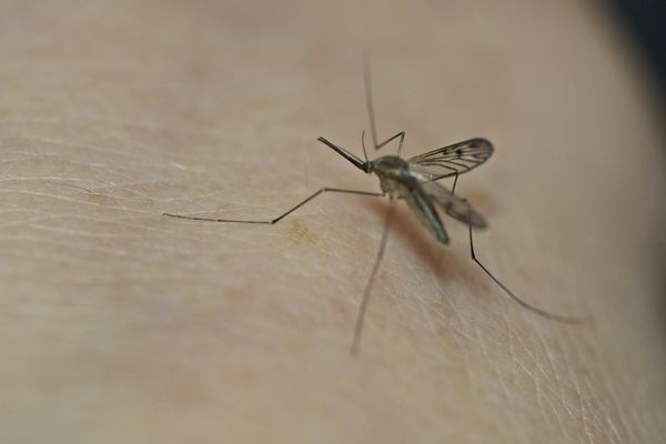 Le virus du West-Nile se transmet à l'homme par le moustique.