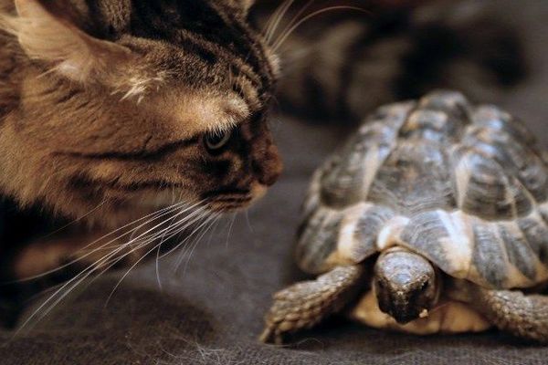 Une espèce d'amphibiens et de reptiles sur cinq est menacée de disparition en France métropolitaine. Ici, la Tortue d'Hermann