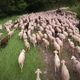 Pour les éleveurs d'Ariège, la saison des estives est celle de tous les dangers avec la présence de l'ours.