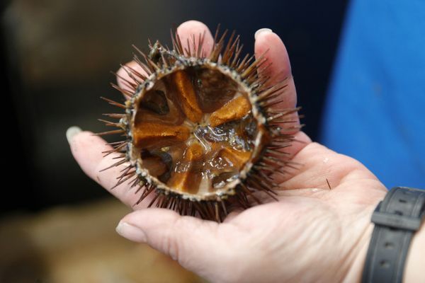 La pêche aux oursins a été réduite de deux mois en Corse pour 2025.