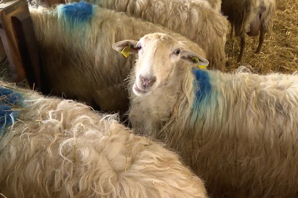 Face à l'épidémie de la fièvre catarrhale qui touche les ovins du pays Basque, le syndicat agricole ELB appelle aux dons de bêtes.