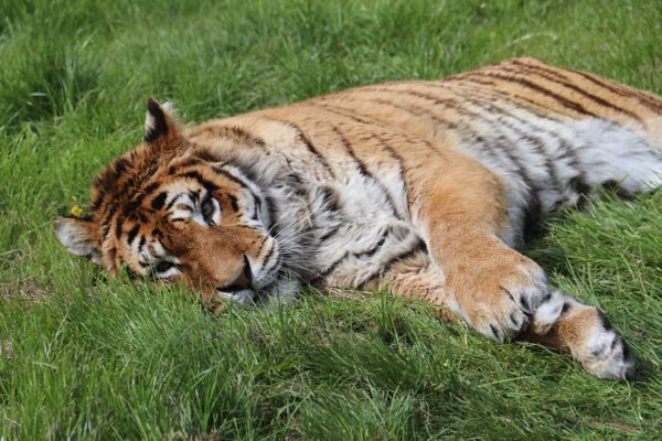 L'un des tigres du zoo de Bellewaerde, à Ypres (Belgique)..