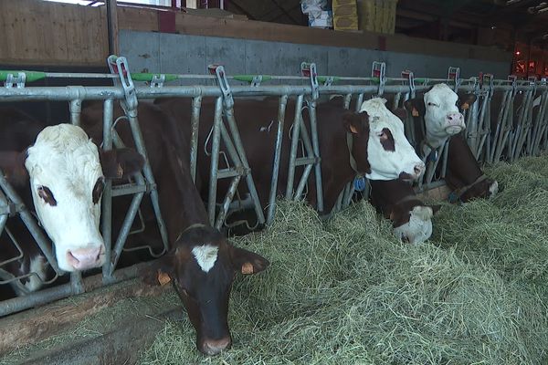 219 vaches doivent être abattue après la découverte d'un cas de brucellose mi-novembre dans cet élevage de Haute-Savoie.