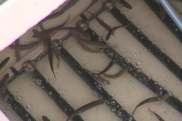 Ces alevins de truite passeront l'hiver dans un bassin de pisciculture à Breil-sur-Roya, avant d'être réintroduits dans les lacs et cours d'eau.