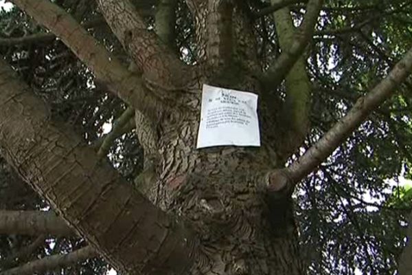 La pétition contre l'abattage des arbres du tunnel des Jacobins