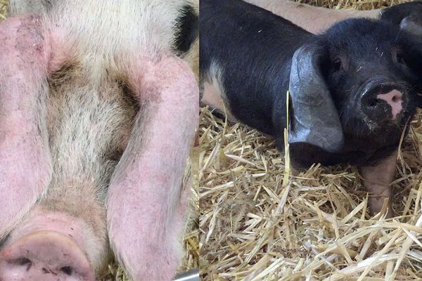 stars du salon : les races rustiques comme le porc de Bayeux et le porc basque