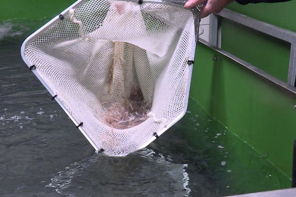 Une partie des civelles pêchées dans l'estuaire de l'Adour seront mises en élevage pour être relâcher quelques années plus tard.