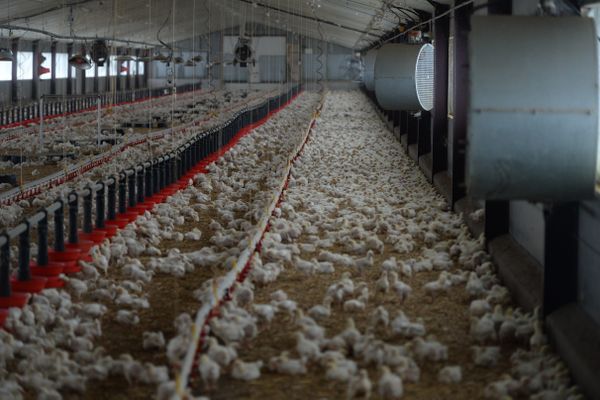 Le 10 février, un quatrième foyer de grippe aviaire a été confirmé dans un élevage de 12 000 dindes à Mâché en Vendée