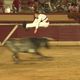 Course landaise : sauteur aux arènes de Vieux-Boucau-les-Bains (40) en août 2024