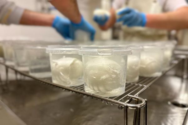 La mozzarella fabriquée en Côte-d'Or, une nouveauté des fromageries Delin