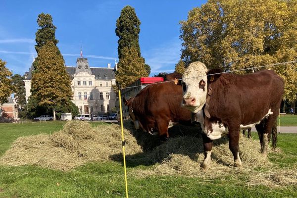 Eleveurs bovins et ovins étaient unis pour demander des moyens de régulation