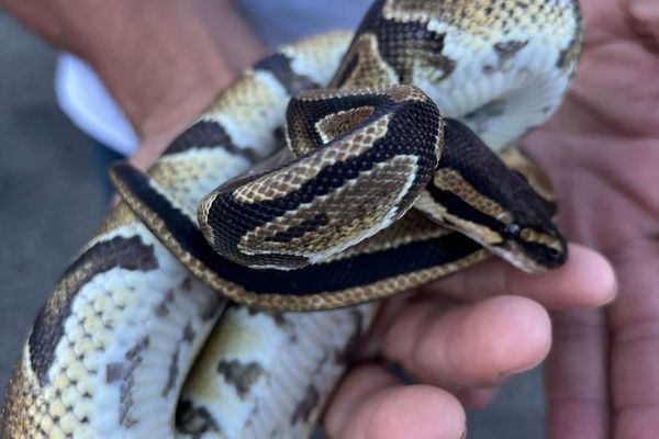 Les pompiers du Gers sont intervenus au domicile d'un homme pour capturer un python d'un mètre de long découvert derrière un meuble.