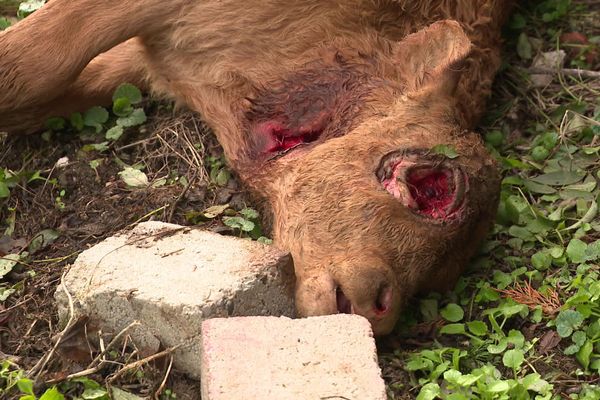 L’œil du veau a été retiré d'une manière parfaitement circulaire.