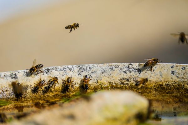 Les apiculteurs essaient de trouver des méthodes pour s'adapter et protéger le plus possible leurs abeilles.