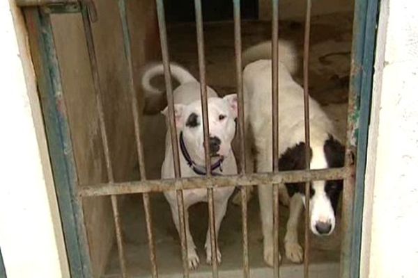 Deux chiens ont été volés.