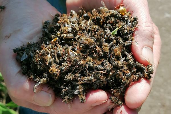 Des centaines d'abeilles ont été retrouvées mortes par un apiculteur dans son jardin fin avril à Strasbourg.