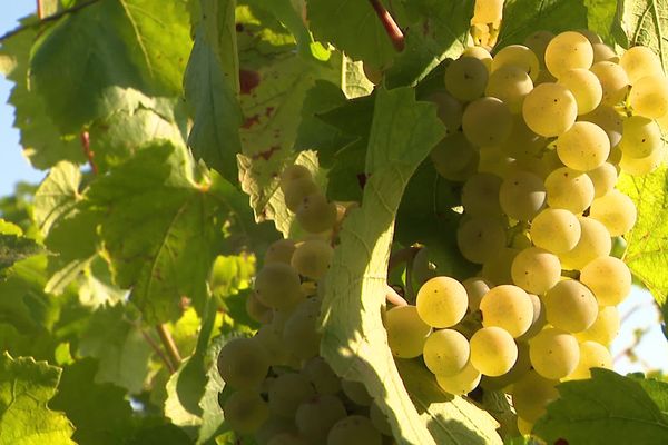 Les signataires d'une tribune dénoncent un revirement de l'interprofession sur la question de l'interdiction des herbicides en Champagne.