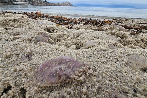 Des méduses violettes de type pelagia noctiluca enterresées sous le sable des plages de la Côte d'Azur.