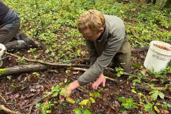 Collecte de glands au pied d'un chêne en forêt de l'Abbé Val Joly