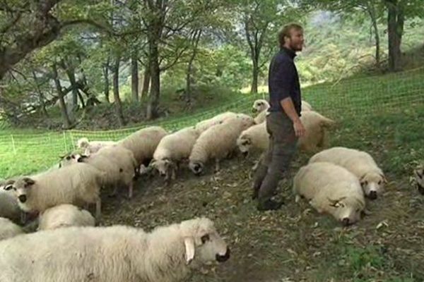 Eleveur de moutons en Savoie "angoissé" par la présence du loup