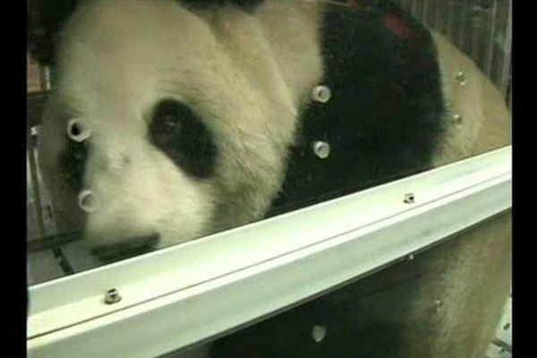 L'un des deux pandas dans sa cage juste avant son transport vers l'aéroport chinois.