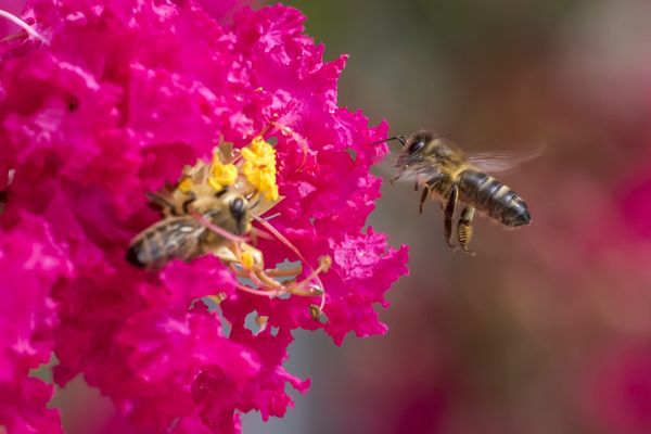 Amiens entre dans le club des villes agissant en faveur des abeilles et reçoit le label Apicité