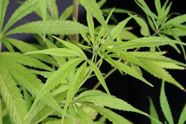 A l'intérieur du domicile, la sûreté départementale a retrouvé une cinquantaine de plants de cannabis, estimé à environ 75 000 euros.