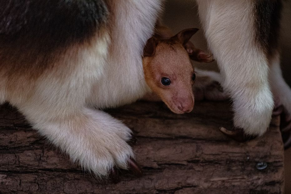 Rare birth of a baby kangaroo at the Jardin des Plantes