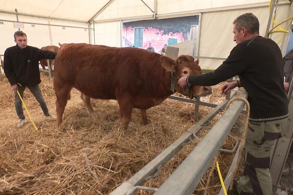 Les plus belles vaches de la région sont présentées au Comice de Feurs depuis plus d'un siècle.