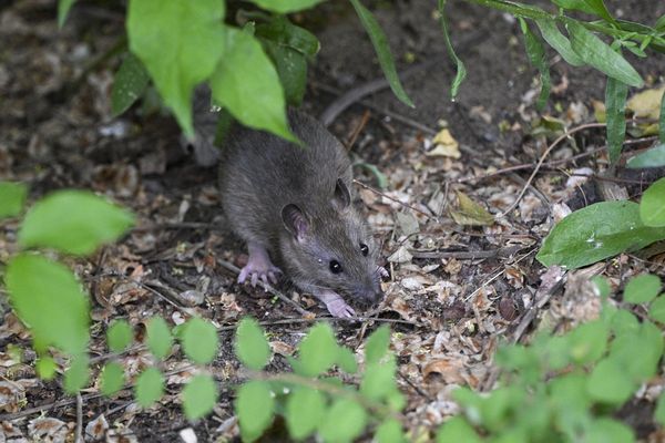 Des rats à l'Elsau