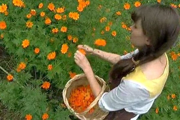 Saint-André-de-Lancize (Lozère) - Clémentine cueille les fleurs du jardin pour ses teintures naturelles - août 2014.