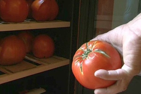 Pézenas (Hérault) - les tomates de luxe coûtent 20 euros pièce - juillet 2015.