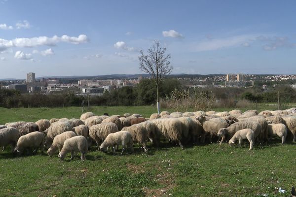 Un troupeau venu de l'Ardèche pâture dans le parc Malbosc à Montpellier.